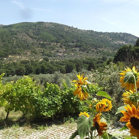Апартаменти Quinta Do Pina Гуарда Екстер'єр фото